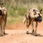 Rabies orsakar 160 dödsfall om dagen